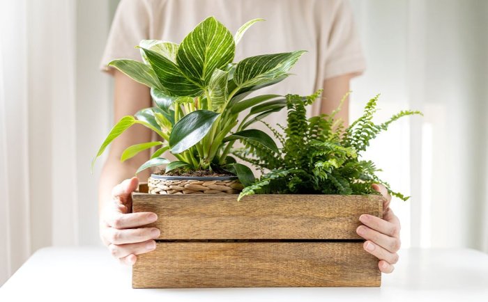 Indoor plants tropical industrial home