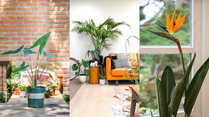 Indoor plants tropical industrial home